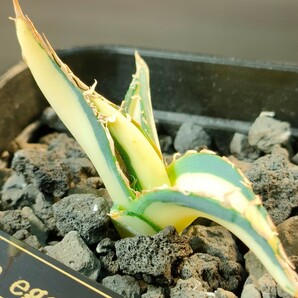 【hiiro】稀少 アガベ 白雲丹 子株 agave ghiesbreghtii white zee egel（検 チタノタ パープソラム 帝釈天 白中斑 ブツブツの画像4