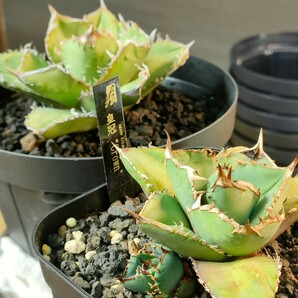 【hiiro】稀少 アガベ 皇冠 子株 agave crown （検 チタノタ オテロイ の画像5