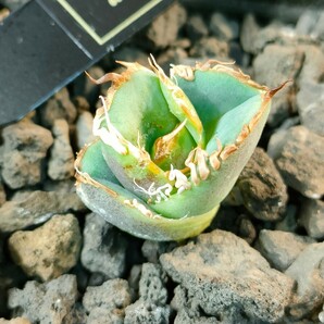 【hiiro】稀少 天芽 アガベ 穿山甲 子株 agave pangolin （検 チタノタ レア の画像3