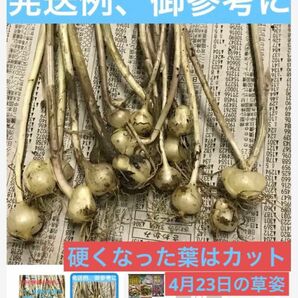 畑の横自生、ノビル野蒜のになります♪薬用可　♪苗用可♪ 食用可 ■50本＋〆 ランダム