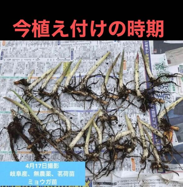 香味野菜、宿根、多年草、岐阜産　無消毒、化学肥料や除草剤不使用　　香味野菜、茗荷苗、6本