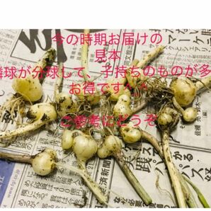 岐阜産、無農薬、ノビル　　　野蒜♪薬用可　♪苗用可♪ 食用可 ■50本＋〆 ランダム