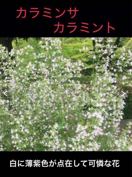 岐阜産、無農薬、シソ科、多年草　カラミンサ　　 又は、 カラミント　 1年生 抜き苗、　4株