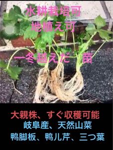 岐阜産 農薬や除草剤 、化学肥料不使用、露地栽培、三つ葉 大親株　　5本 