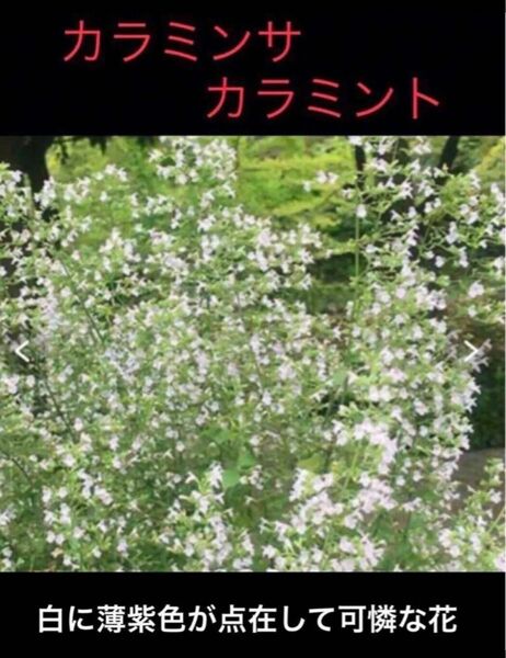 岐阜産、無農薬のハーブ シソ科、多年草　カラミンサ　　 又は、 カラミント　 抜き苗、1セット 3株、　 