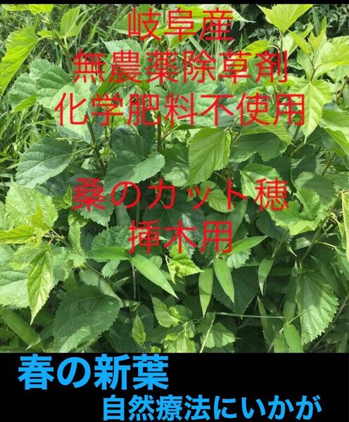 自然療法、岐阜産、農薬や、除草剤や化学肥料不使用　　　生桑葉100枚　　春の新葉