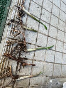 ミョウガ苗 茗荷苗 新芽 そのまま植えられます 地下茎 無農薬6個