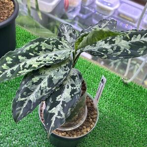 無限草 Aglaonema pictum from south sumatera model-Lucia ダーク系 mugengusa ルチア ダーク系2の画像1