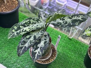 無限草　Aglaonema pictum from south sumatera model-Lucia ダーク系　mugengusa ルチア　ダーク系2