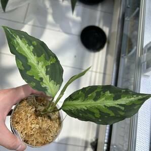 AZ便 Aglaonema pictum “ 比叡 ” 元祖DFS from sumatera barat 【AZ0616-X】 アグラオネマの画像2