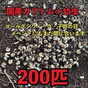 兵庫県産　国産　カブトムシ　幼虫　大量　200匹　100匹以上　イベント用　業務量　販促用 ゴールデンウィーク　子供の日