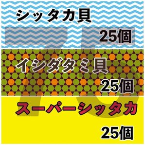 【各25匹 合計75匹】海水水槽コケ取り貝 3種セット シッタカ スーパーシッタカ イシダタミ ★コケトリ貝の画像1