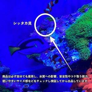 【100個＋α】シッタカ貝 兵庫県産 海水 コケ取り貝 コケトリ貝の画像6