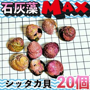 【20個＋α】シッタカ貝　石灰藻MAX type　数量限定　兵庫県産　海水　コケ取り貝　コケトリ貝