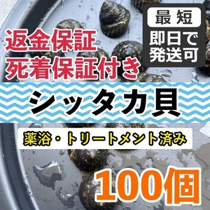 [100 piece +α]sitaka. Hyogo prefecture production sea water koke taking ..koketoli.