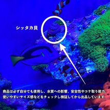 【80個＋α】シッタカ貝　兵庫県産　海水　コケ取り貝　コケトリ貝_画像6