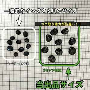 【40個＋α】★イシダタミ貝★海水魚水槽のコケ取り貝 ■兵庫県産■普通のシッタカ貝よりも茶ゴケに強い◆の画像3