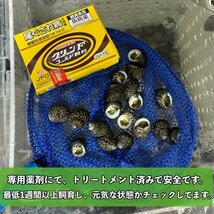 【40個＋α】★イシダタミ貝★海水魚水槽のコケ取り貝 ■兵庫県産■普通のシッタカ貝よりも茶ゴケに強い◆_画像5