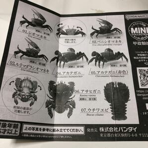 いきもの大図鑑ミニコレクション甲殻類01 ベニシオマネキの画像6