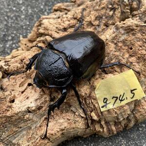 即ブリ可能♪マルスゾウカブト♪♀74.5ミリ単品♪