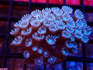 【ちょこっと水族館】オーストラリア産アワサンゴ