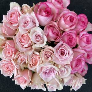  rose ( cut flowers * natural flower ) pink Mix 30.SM size 30ps.@ direct delivery from producing area! freshness eminent! rose bouquet 
