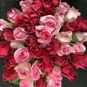 ＊アニバーサリーローズ＊バラ（切り花 ・生花）30㎝SM 40本 赤とピンクのアレンジMIX 産地直送！鮮度抜群！薔薇 花束の画像1
