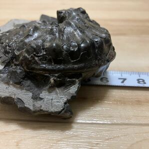 1円スタート 超希少種 北海道 アンモナイト ホルキア 化石の画像4