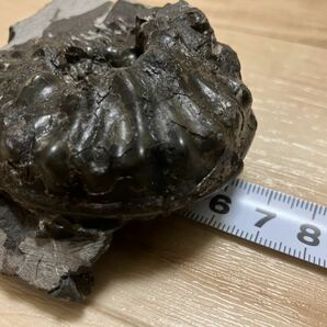 1円スタート 超希少種 北海道 アンモナイト ホルキア 化石の画像5
