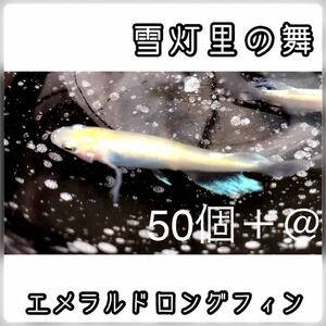 【ご購入翌日までに京都から発送】雪灯里の舞☆ メダカ 卵50個＋@ ☆エメラルドロングフィン☆希少品種