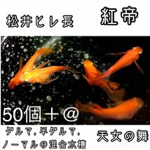 【ご購入翌日までに京都からから発送】 紅帝★松井ヒレ長 半ダルマ ダルマ ノーマル メダカ 卵 50個＋@★天女の舞★_画像1