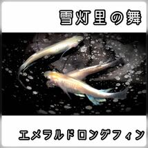 【ご購入翌日までに京都から発送】雪灯里の舞☆ メダカ 卵50個＋@ ☆エメラルドロングフィン☆希少品種_画像2