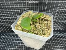 Platycerium willinckii “GoldenBoy“ sporeビカクシダウィリンキーゴールデンボーイ　スポア　子株　金童【PlantsLinks】①_画像7