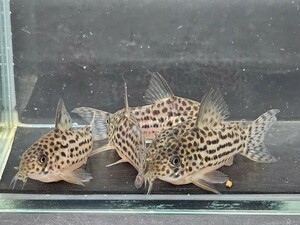 金魚家【ラージスポットアラグアイエンシス】【4.5cm～4.7cm】【5匹】【鹿児島県陸送発送】【翌日着地区限定】【商品説明要確認】