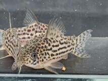 金魚家【ラージスポットアラグアイエンシス】【4.5cm～4.7cm】【5匹】【鹿児島県陸送発送】【翌日着地区限定】【商品説明要確認】_画像3