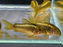 金魚家【イルミネータスゴールド】【4.0cm～4.2cm】【5匹】【鹿児島県陸送発送】【翌日着地区限定】【商品説明要確認】_画像5