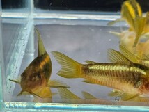 金魚家【イルミネータスゴールド】【4.0cm～4.2cm】【5匹】【鹿児島県陸送発送】【翌日着地区限定】【商品説明要確認】_画像7