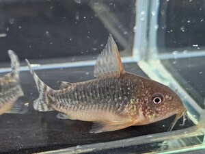 金魚家【ゴッセイ】【3.8cm～4.5cm】【5匹】【鹿児島県陸送発送】【翌日着地区限定】【商品説明要確認】