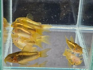 Золотая рыбная дом [Иллюминатор золото] [от 3,3 см до 4,0 см] [5 животных] [Кагосима префектурная судоходство]