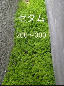 抜き苗 多肉植物 セダム 万年草　200本以上 大量　②