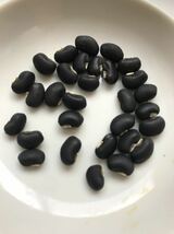 アンコにすると黒くてキレイ　黒小豆の種　30粒♪♪_画像2