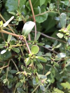 食べれる雑草　スベリヒユの種　100粒♪