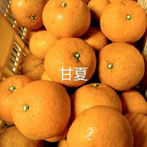 甘夏５キロ、広島県産産地直送家庭用農薬不使用
