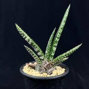 《PW》ガステリア“Gasteria pulchra Hankey”多肉植物