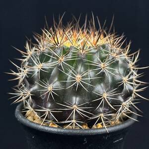 《PW》サボテン エリオシケ(ピロカクタス)“Eriosyce(Pyrrhocactus) sp. Motycaro Oehnlich”実生 多肉植物