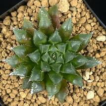 《PW》ハオルチア“H.heidelbergensis var.scabra MBB6992”多肉植物_画像2