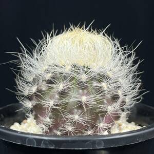 《PW》サボテン エリオシケ(ネオポルテリア)“白翁玉,Eriosyce(Neoporteria) gerocephala”実生 多肉植物