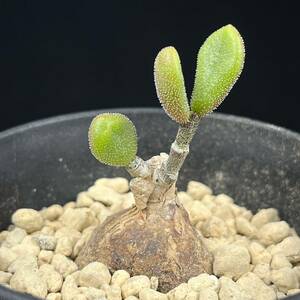 《PW》チレコドン“ピグマエウス,Tylecodon pygmaeus”多肉植物