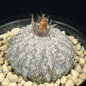 《PW》エリオスペルマム“アビシニクム,Eriospermum abyssinicum single leaf”多肉植物 球根 塊根 コーデックス