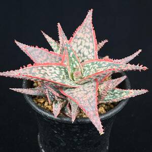 《PW》アロエ“Aloe hyb.'Devil group'[NS-12]”多肉植物